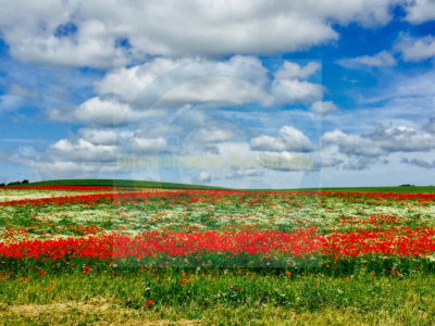 Poppies outside of Wismar, Mecklenburg-Vorpommern