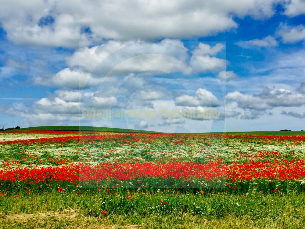 Poppies outside of Wismar, Mecklenburg-Vorpommern