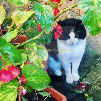 Civita di Bagnoregio
