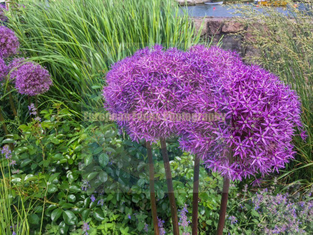 Schleswig / Holm Fishing Village