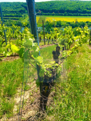 Frickenhausen am Main